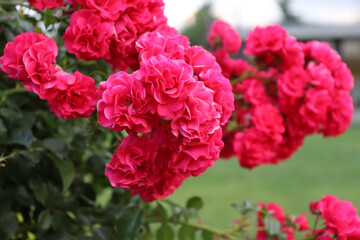 dazzling roses ready to be picked

