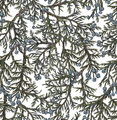 Seamless pattern with juniper branches and berries. Background with fir branches