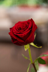 red rose with drops