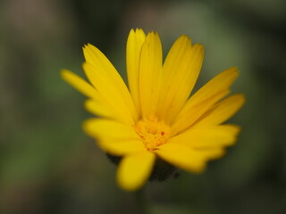 Flor Amarilla en plena naturaleza