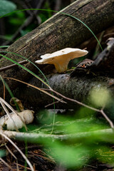 Mushroom on the trunk of a fallen tree