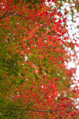 紅葉　モミジ　箕面公園