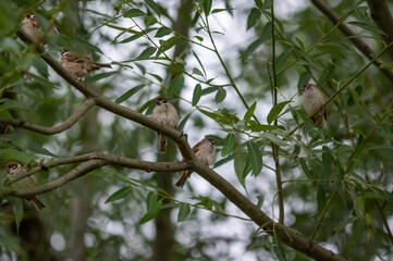 a flock of sparrows sitting on a branch
