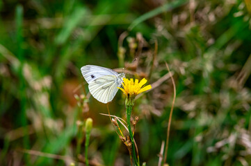 Pieris brassicae, the large white, also called cabbage butterfly, cabbage white, cabbage moth (erroneously), or in India the large cabbage white