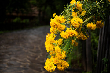yellow flowers in the garden