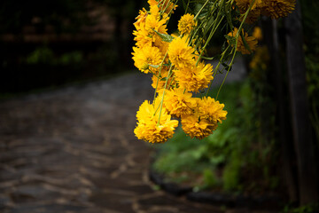 flowers in the garden