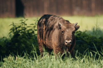 European bison (called Wisent) in the Białowieża National Park