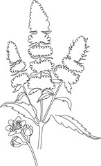 Botanical plants line art