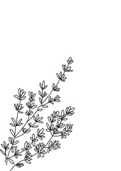 Botanical plants line art