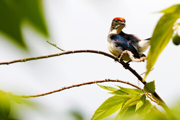 Scarlet-backed Flower pecker Dicaeum cruentatum Male Cute Birds of Thailand.