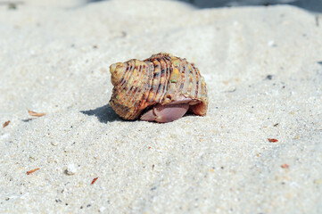 hermit crab on sandy beach, Summer