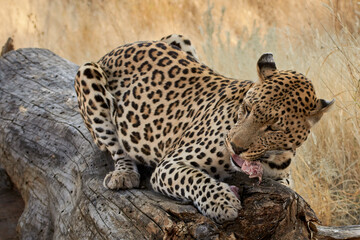 Close-up of a leopard eating meat on a fallen tree trunk in Namibia, Africa (Panthera pardus)
