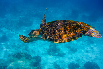 Obraz premium Green turtle