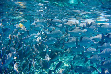 Fototapeta na wymiar Many fish in blue sea. Under Water.