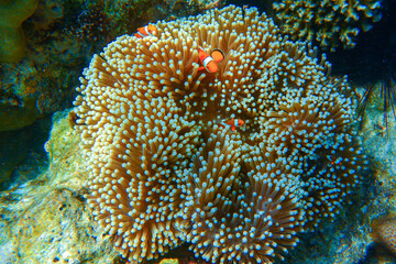 Naklejka premium Clown Anemonefish, swimming in anemone, (Nemo) , soft coral