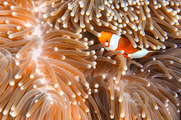 Clown Anemonefish, swimming in anemone, (Nemo) , soft coral - obrazy, fototapety, plakaty