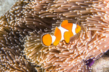 Clown Anemonefish, swimming in anemone, (Nemo) , soft coral - obrazy, fototapety, plakaty