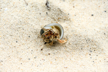 hermit crab on sandy beach, Summer