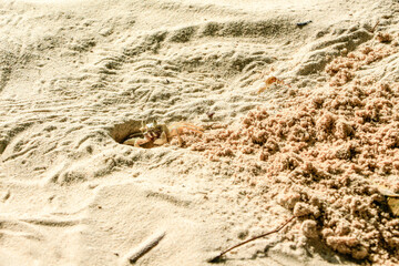 hermit crab on sandy beach, Summer