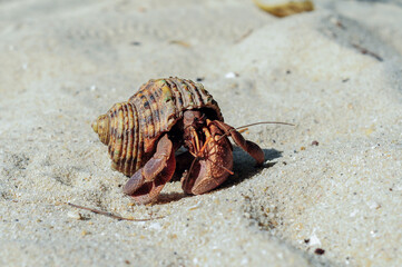 hermit crab on sandy beach, Summer