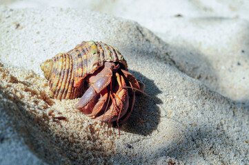 hermit crab on sandy beach, Summer