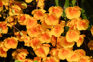 yellow orchid. yellow flower background,(Dendrobium lindleyi Steud)