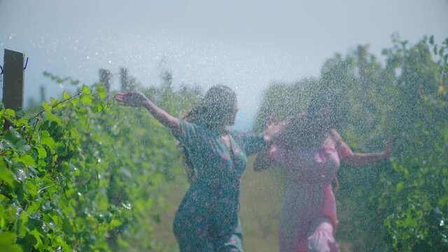 Two young ladies running in vineyard under rain . Pretty women in dress walking through vineyard at Sunny rainy day .  Sunset light . Freedom concept of youth and connecting with nature . Slow Motion