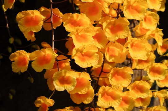 yellow orchid. yellow flower background,(Dendrobium lindleyi Steud)