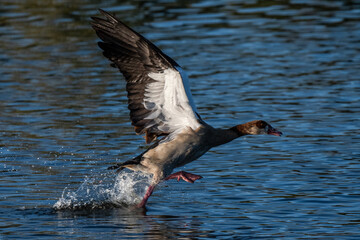 An Egyptian goose (Alopochen aegyptiaca) flying with its wings wide open in a pond during a sunny summer day.