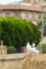 Pretty pigeon resting on a rock in the city