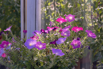 Petunia flowers against a hothouse glass by summer day