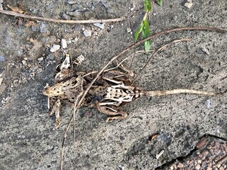 A chameleon dies in  the road
