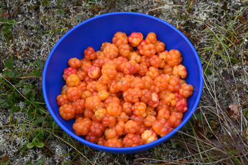 Ripe cloudberries in a bowl.