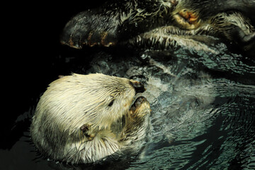 Sea otter floating in the water