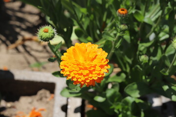春の庭に咲くキンセンカのオレンジ色の花