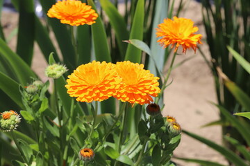 春の庭に咲くキンセンカのオレンジ色の花