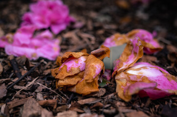 Wilted flowers