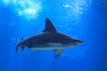 Shark posing in the deep blue water in a oceanarium