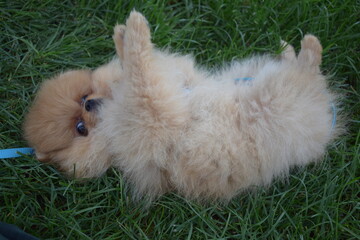 when you like the camera