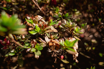 spring in the forest