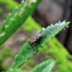 fly on leaf