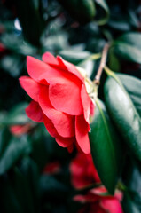 Obraz premium Red camellia flower