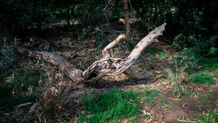tree in the forest