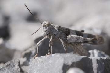 blaufluegelige oedlandschrecke komplett