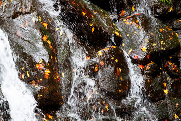 滝　散り紅葉　紅葉　渓流　箕面公園