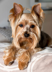 Yorkshire Terrier