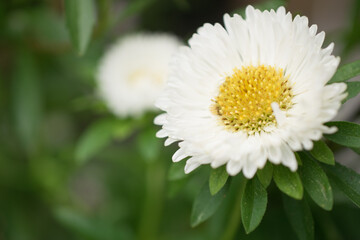 Outdoor small white cute chrysanthemum flowers 