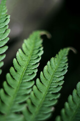 Beautiful background of young green fern leaves. Beautiful ferns leaves of green foliage. Large fern leaves.