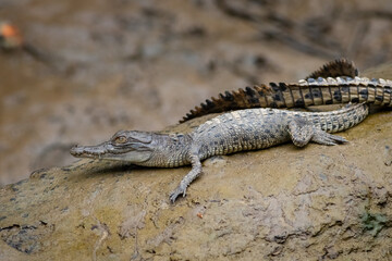 Hatchling saltwater crocodile (Crocodylus porosus)
