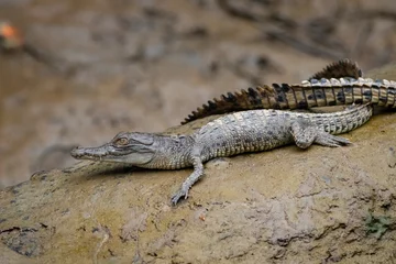 Zelfklevend Fotobehang Hatchling saltwater crocodile (Crocodylus porosus) © Trent Townsend